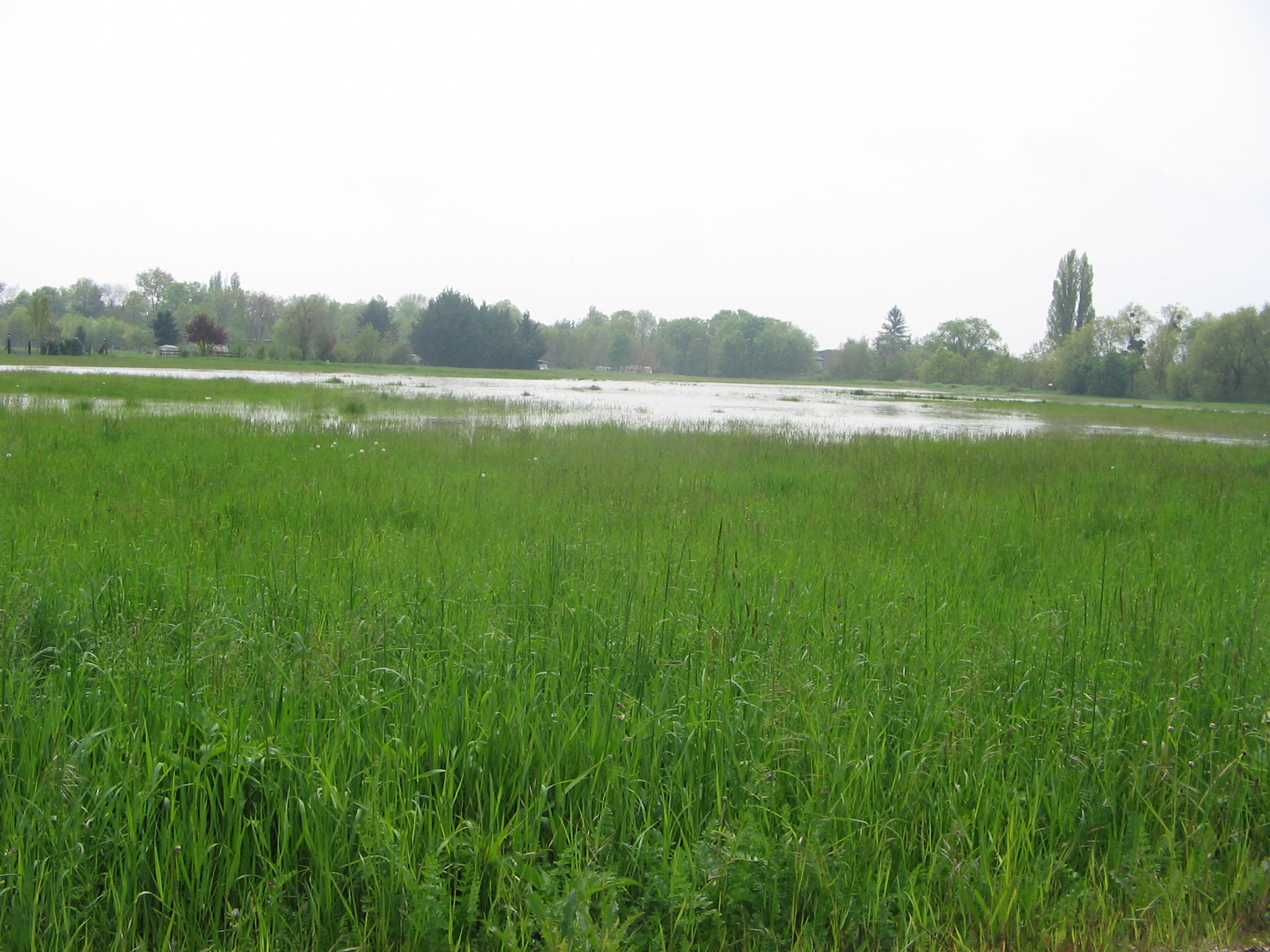 Crue de l'Ouche, en mai 2013, à Longvic en Côte d'Or